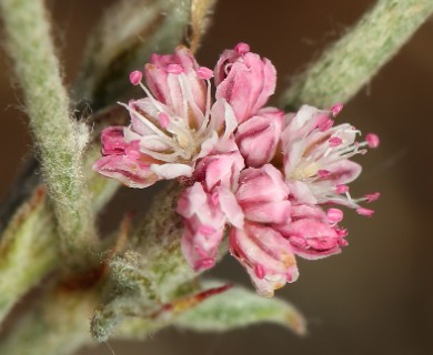 Eriogonum roseum