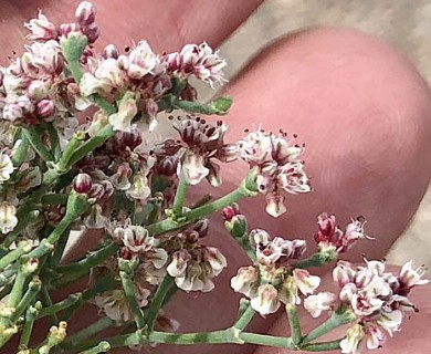 Eriogonum rotundifolium