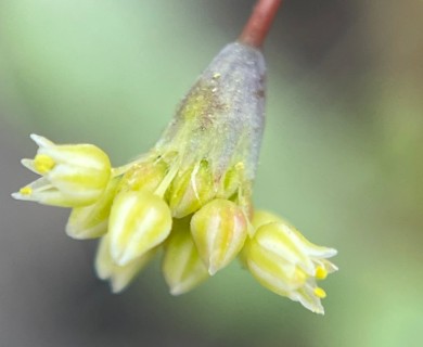 Eriogonum rubricaule