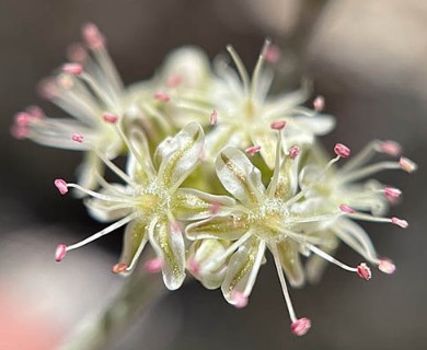 Eriogonum saxatile