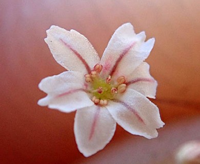 Eriogonum spergulinum