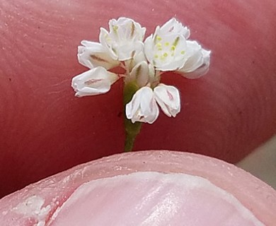 Eriogonum tenellum