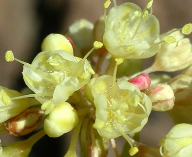 Eriogonum umbellatum