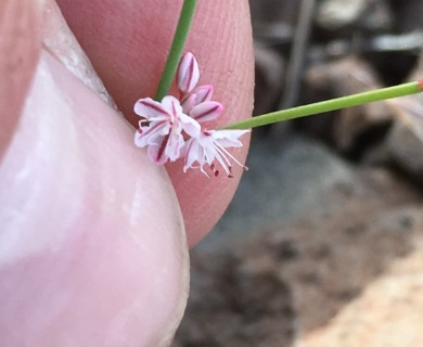 Eriogonum vimineum