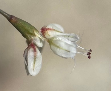 Eriogonum watsonii