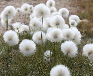 Eriophorum callitrix