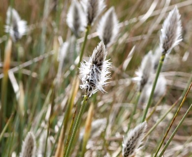 Eriophorum vaginatum