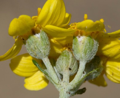 Eriophyllum confertiflorum