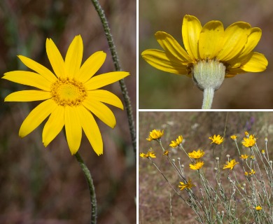 Eriophyllum lanatum