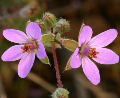 Erodium cicutarium