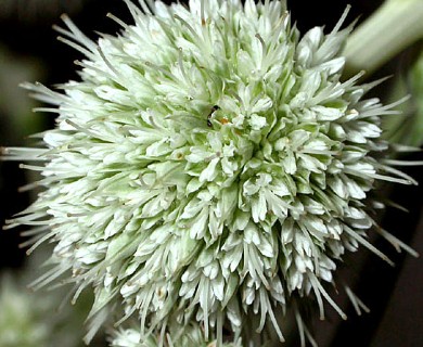 Eryngium yuccifolium