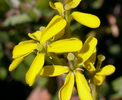 Erysimum perenne