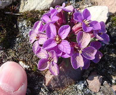 Erysimum redowskii