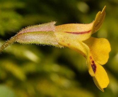 Erythranthe alsinoides