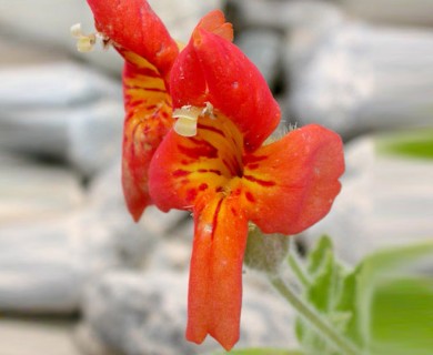 Erythranthe cardinalis