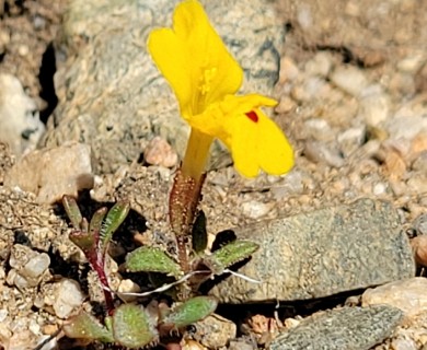 Erythranthe carsonensis