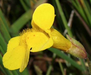 Erythranthe corallina