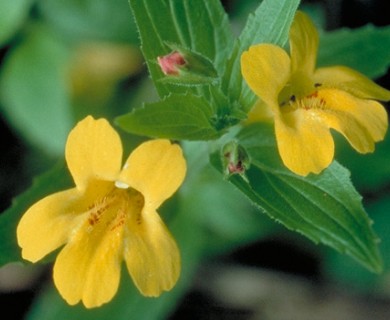 Erythranthe dentata