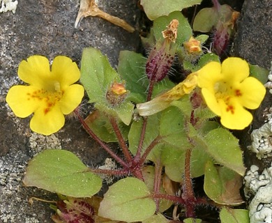 Erythranthe floribunda