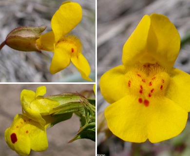 Erythranthe guttata