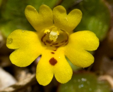 Erythranthe primuloides