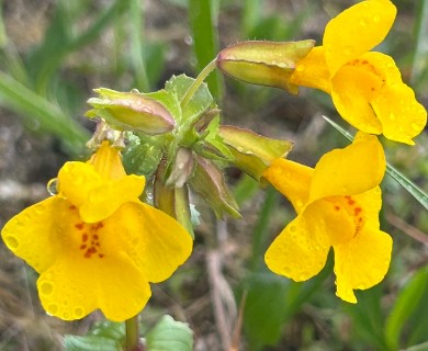 Erythranthe thermalis