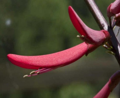 Erythrina herbacea