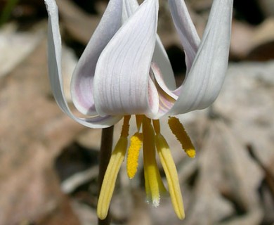 Erythronium albidum