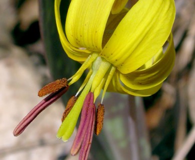 Erythronium americanum