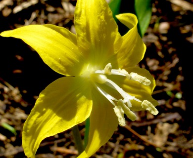 Erythronium grandiflorum