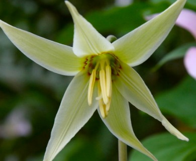 Erythronium oregonum