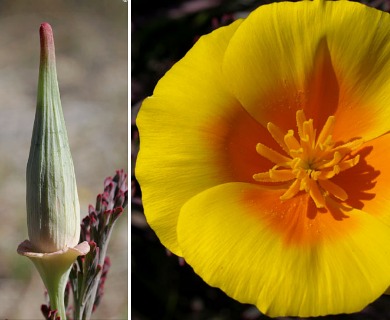 Eschscholzia californica