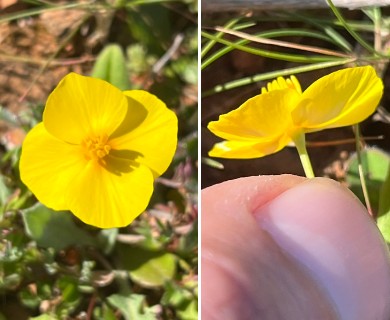 Eschscholzia lobbii