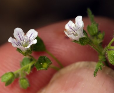 Eucrypta chrysanthemifolia