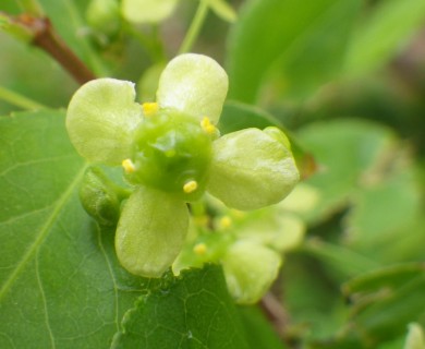 Euonymus alatus