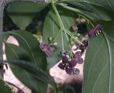 Euonymus atropurpureus