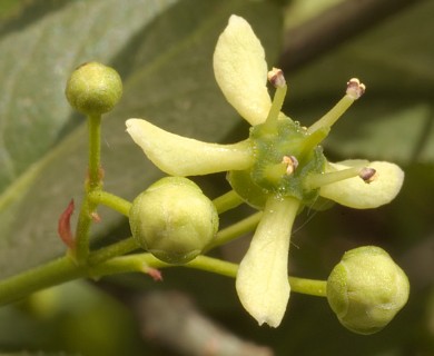 Euonymus europaeus