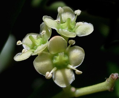 Euonymus japonicus