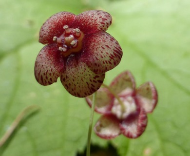 Euonymus occidentalis