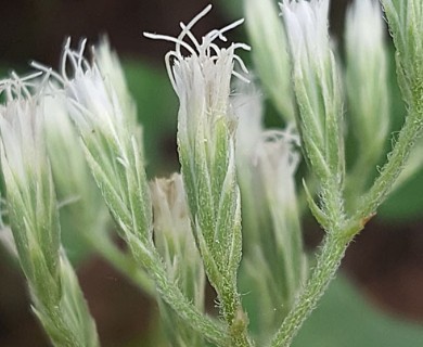 Eupatorium album