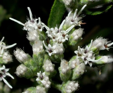 Eupatorium altissimum