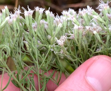 Eupatorium hyssopifolium