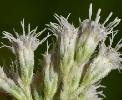 Eupatorium perfoliatum