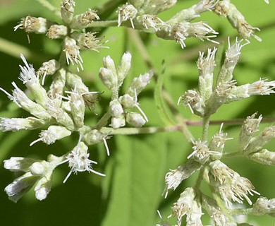 Eupatorium sessilifolium