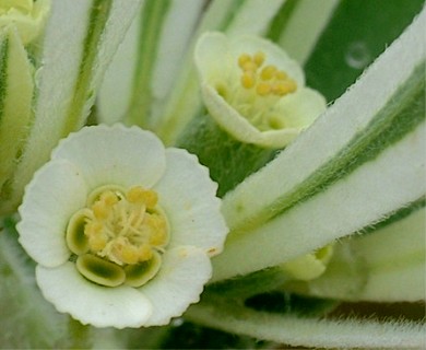 Euphorbia bicolor