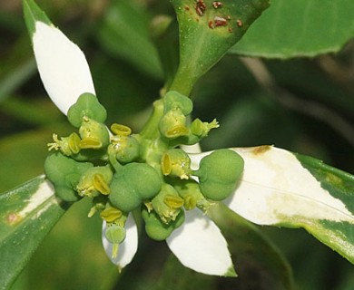 Euphorbia cyathophora