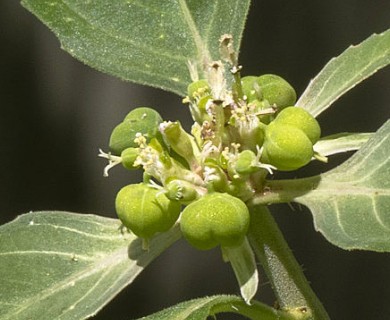 Euphorbia dentata