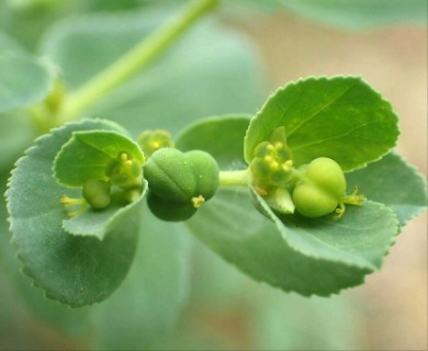 Euphorbia helioscopia