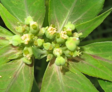 Euphorbia heterophylla