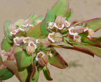 Euphorbia maculata